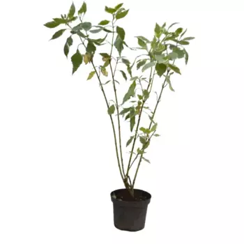 Дёрен белый Аргентеомаргината 15 h35 см