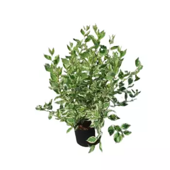 Дёрен белый Элегантисима 9 h15 см