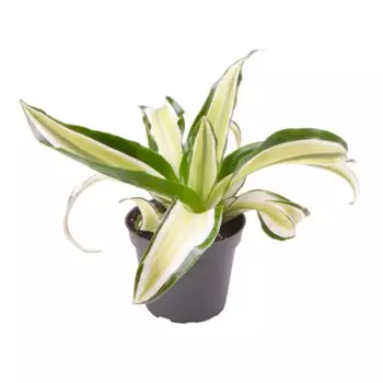 Драцена Драгонтри Малайка 6 h12 см