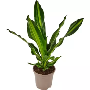 Драцена «Фраг Барли» 17x65 см
