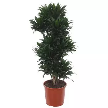 Драцена «Компакта Вертакт» 32х140 см