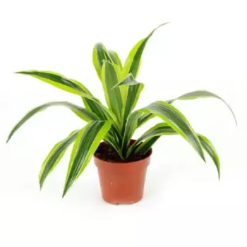 Драцена Лемон Лайм 12 h25 - 30 см