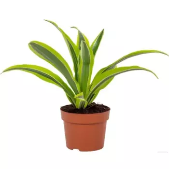 Драцена Лемон Лайм 12 h25 см
