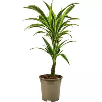Драцена Лемон Лайм 17 h60-70 см