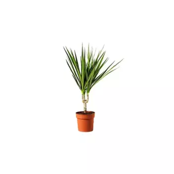 Драцена Маргината 11 h40 см