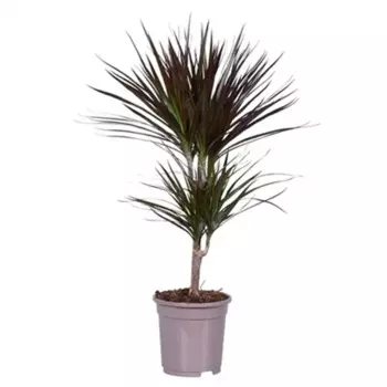 Драцена маргината 17 h80 см