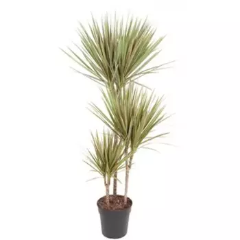 Драцена Маргината 21 h100 см