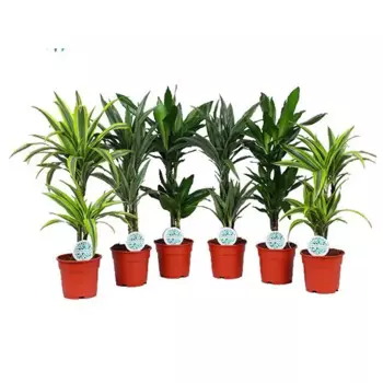 Драцена микс 19 h90 см