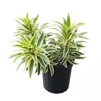 Драцена Рефлекса Вариегата 23 h40 см