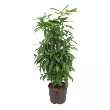 Драцена Суркулоза 12 h40 см