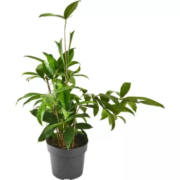 Драцена Суркулоза 17 h60 см