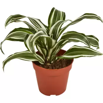 Драцена Вайт Джувел 12 h20 см