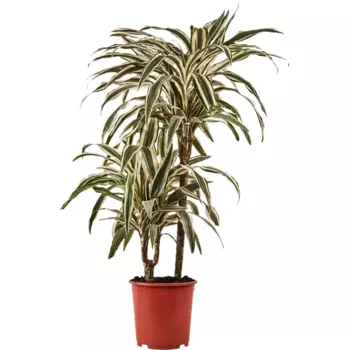 Драцена Вайт страйп 17 h60-70 см