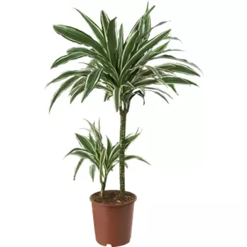 Драцена Вайт страйп 19 h80-90 см