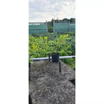 Дуб черешчатый h30 - 40 см