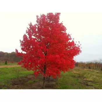 Дуб красный 22 h120 см