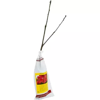 Дуб красный h35 см