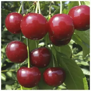 Дюк Краса севера 22 h120 см