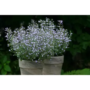 Душевник Котовниковый 14 h40 см