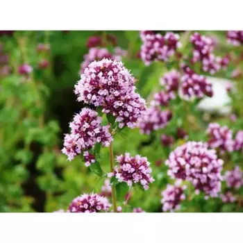 Душица обыкновенная