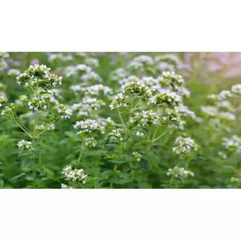 Душица обыкновенная Вайт