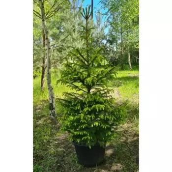 Ель европейская 30 h170 - 200 см