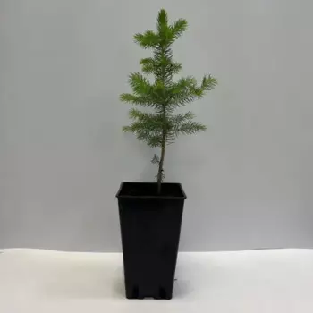 Ель Глаука 12 h20 см