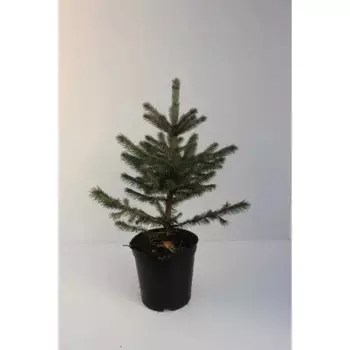 Ель «Глаука» C3 высота 40-50 см