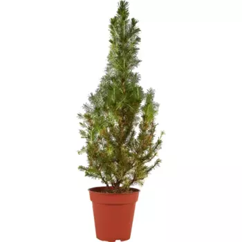 Ель Глаука Перфекта 13 h40 см