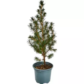 Ель Глаука Перфекта 9 h30-35 см