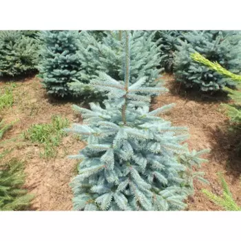 Ель колючая Аризона Кейбаб h40 - 60 см