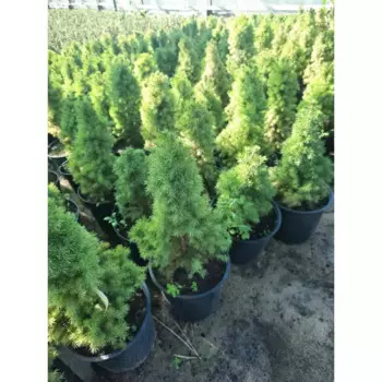 Ель натуральная Коника h20 - 30 см