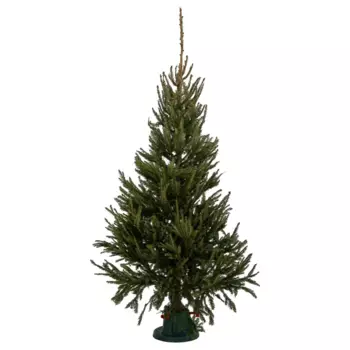 Ель натуральная новогодняя Европейская 150-175 см