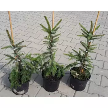 Ель натуральная Сербская h60 - 70 см