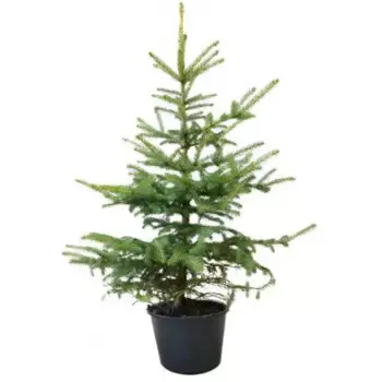 Ель обыкновенная 21 h30 - 40 см