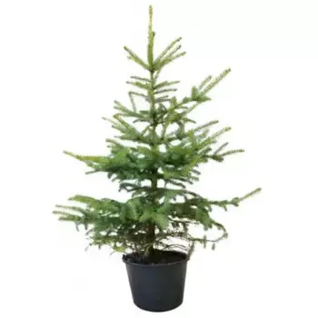 Ель обыкновенная 27 h50 - 70 см