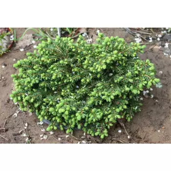 Ель обыкновенная Литтл Гем h25 см