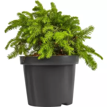 Ель обыкновенная Нидиформис h20 - 40 см