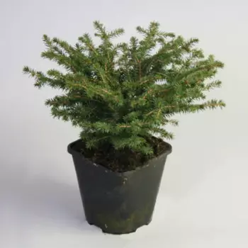 Ель обыкновенная Пигми 17 h15 - 20 см