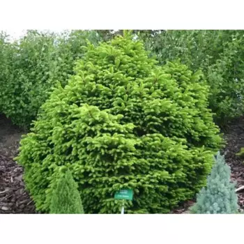 Ель обыкновенная Пигми h25 см