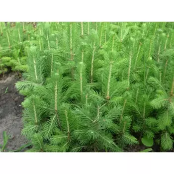 Ель обыкновенная С5 h50 - 60 см