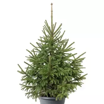 Ель обыкновенная сибирская 30 h80 см