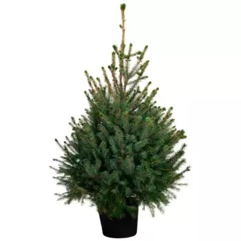 Ель обыкновенная, в горшке, 60 см
