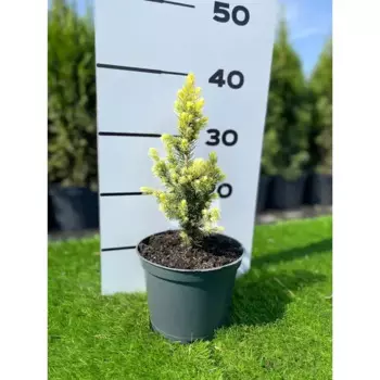 Ель Рейнбоуз Энд h20 - 40 см