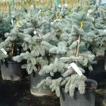 Ель сизая Альберта Глоуб 15 h40 см