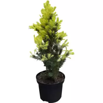 Ель сизая Перфекта 22 h75 см