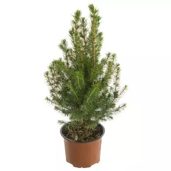 Ель живая «Глауконика», 13х40 см