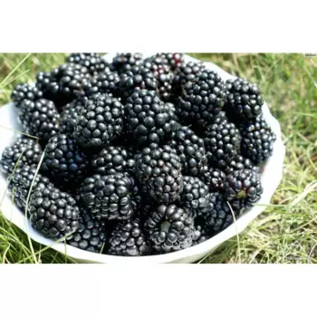 Ежевика «Агавам» C2 высота 30-50 см