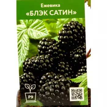 Ежевика Блэк Сатин h70 см