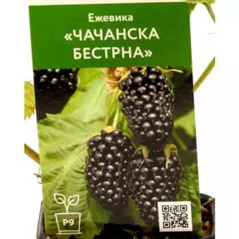 Ежевика Чачанска Бестрна h70 см